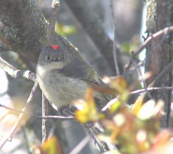 Ruby-crowned kinglet